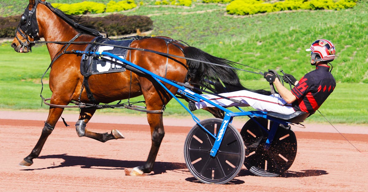 découvrez l'univers captivant des courses de chevaux, des compétitions palpitantes aux enjeux stratégiques. plongez dans l'adrénaline des courses, suivez vos chevaux préférés, et apprenez les secrets des paris gagnants. rejoignez la passion du turf !
