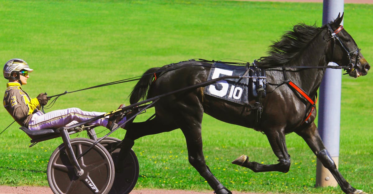 découvrez l'univers passionnant des courses de chevaux, où l'adrénaline et l'émotion se rencontrent. suivez les dernières actualités, conseils de paris et analyses des performances des chevaux pour vivre pleinement chaque événement.