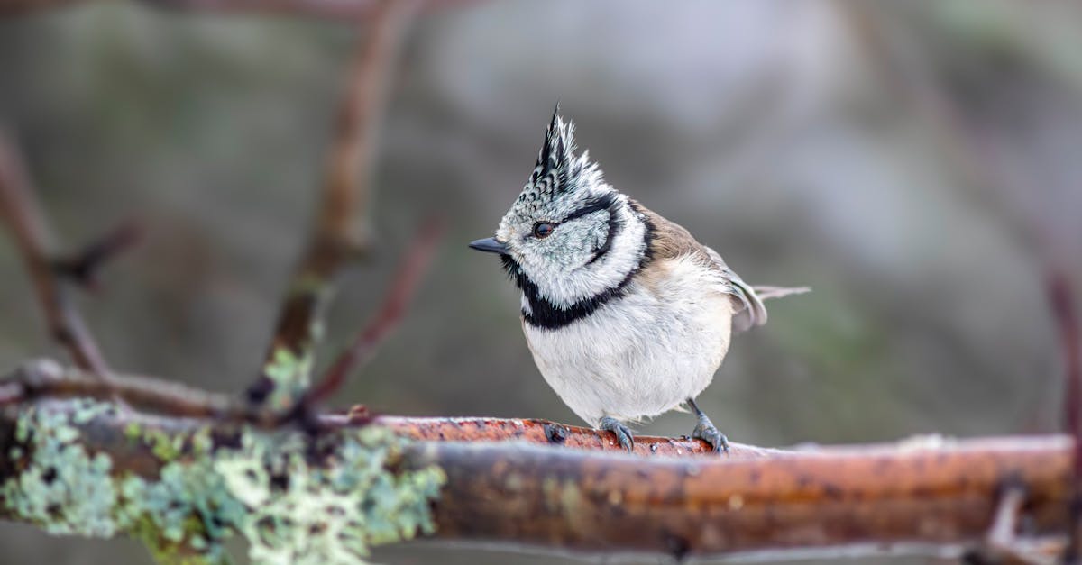 restez informé des conditions climatiques avec notre alertes de gel. recevez des notifications en temps réel sur les risques de formation de glace et les conseils pour protéger vos plantes et vos biens.