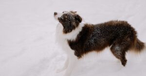 découvrez comment rester en sécurité avec nos alertes de glace. recevez des notifications en temps réel sur les conditions météorologiques et préparez-vous à affronter les dangers de l'hiver.